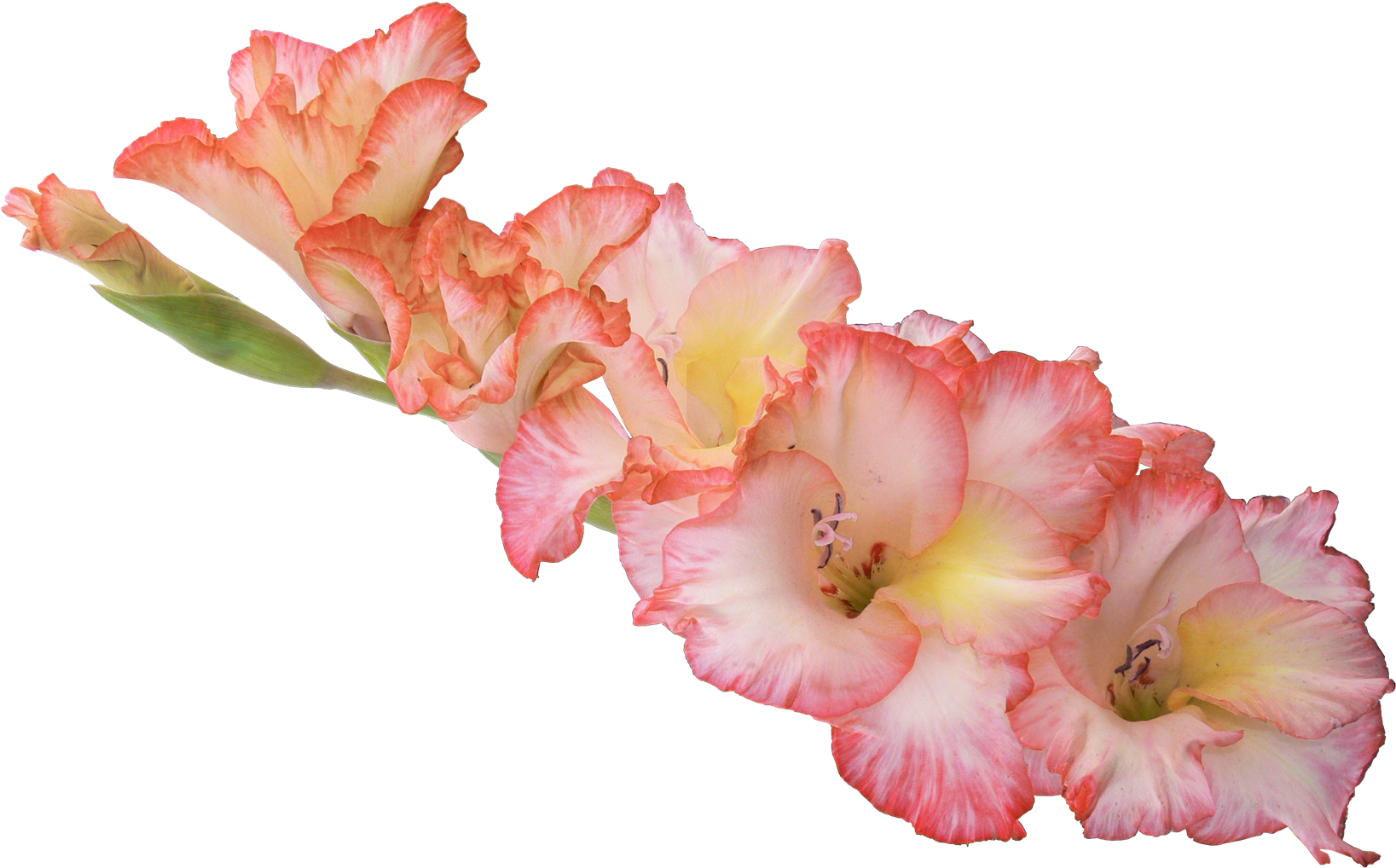 Photography Photographer Pngmart002 Load20180523 - Flower Png High Resolution (1696x1065), Png Download