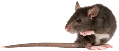 Rat Left - Rats Png (400x400), Png Download