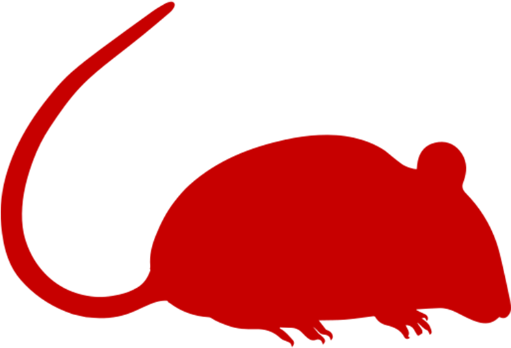 Download Rat Removal - Balb C Mouse PNG Image with No Background ...