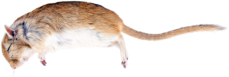 Rat Die (828x340), Png Download