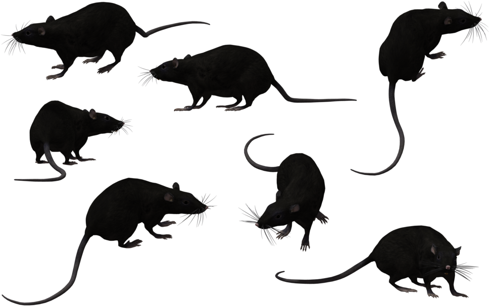 Randy By Chuck Augello - Siluetas Negras De Ratas (1024x645), Png Download