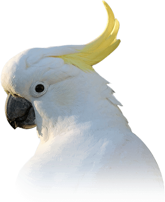 Cockatoo - Transparent Cockatoo (410x449), Png Download