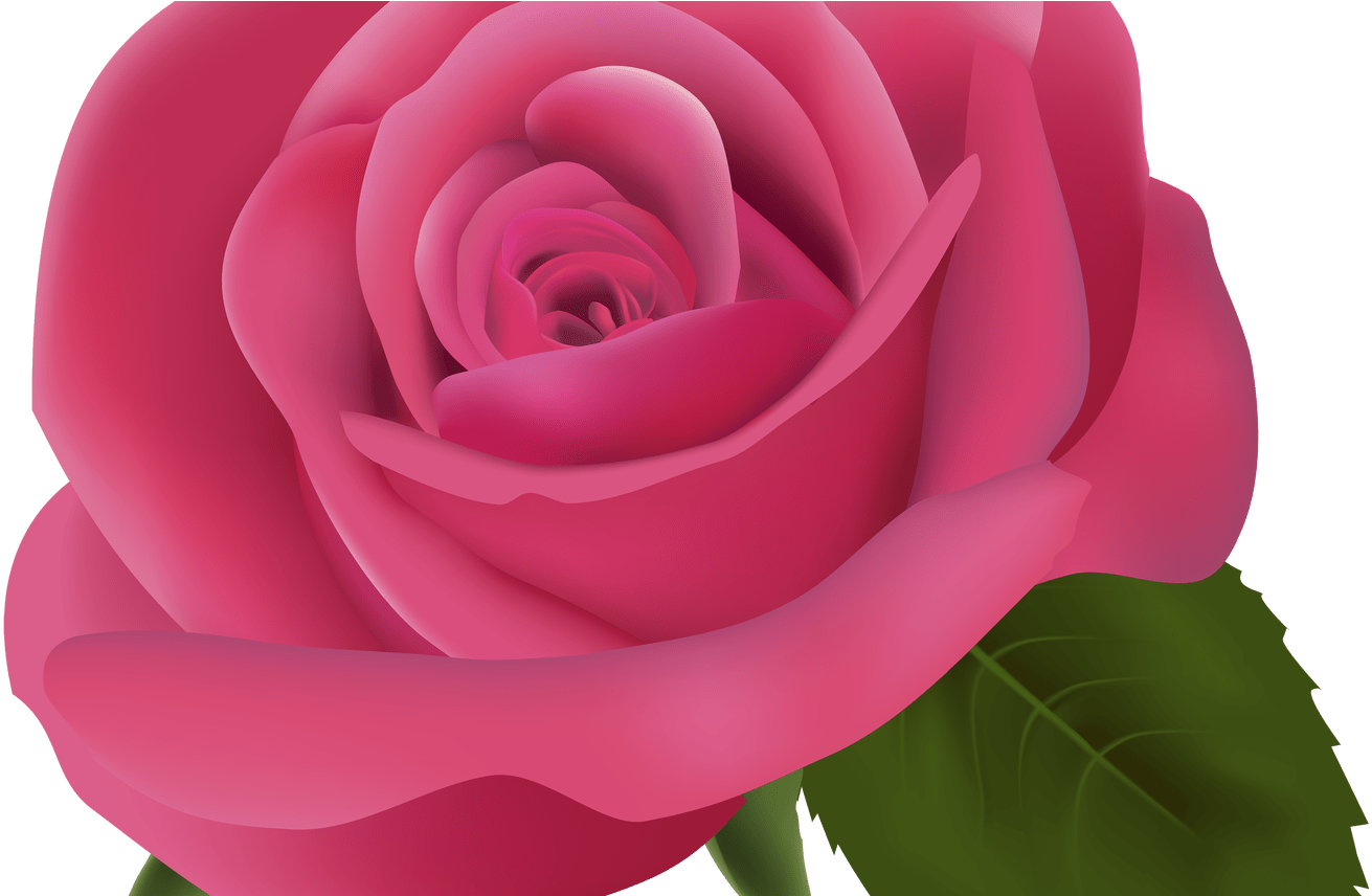 19 Rose Image Library Library Transparent Background - Pink Flower Transparent Background (1368x855), Png Download