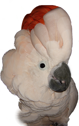 Moluccan Cockatoo Png (314x500), Png Download