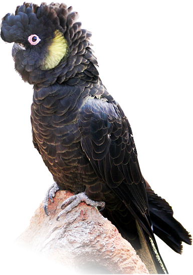 Yellow Tailed Cockatoo - Black Cockatoo Transparent (385x549), Png Download