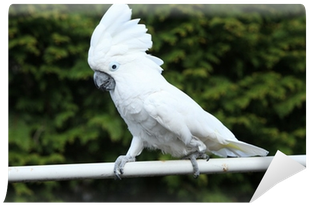 Download Pappagallo Cacatua Png Image With No Background Pngkey Com