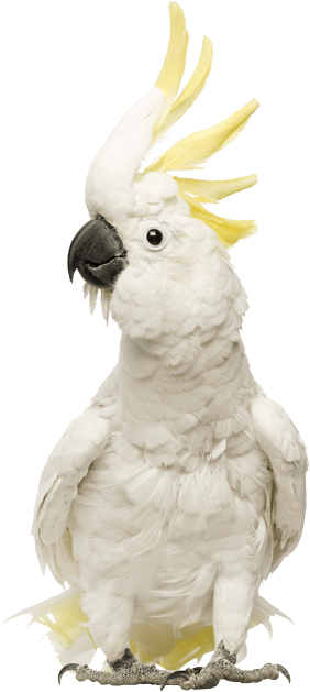 Bringing People & Pets Together - Cockatoos: Cockatoo Facts & Information, Where (440x647), Png Download