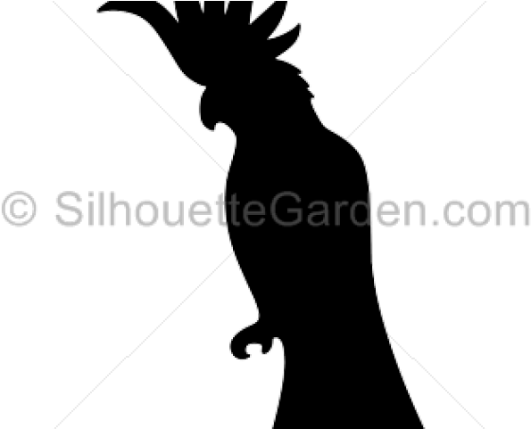 Cockatoo (640x480), Png Download
