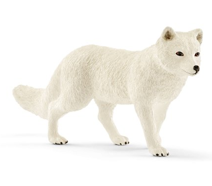 Arctic Fox (700x700), Png Download