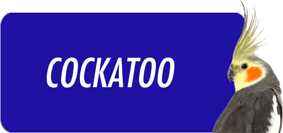 Cockatoo - " - Magazine (600x291), Png Download