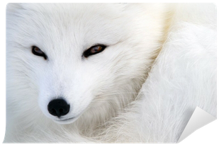 Arktischer Fox 2 Grußkarte (400x400), Png Download