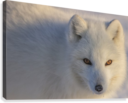 Arctic Fox Staring At Photographer - Arctic Fox (429x344), Png Download