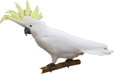 Sulphur-crested Cockatoo (400x400), Png Download