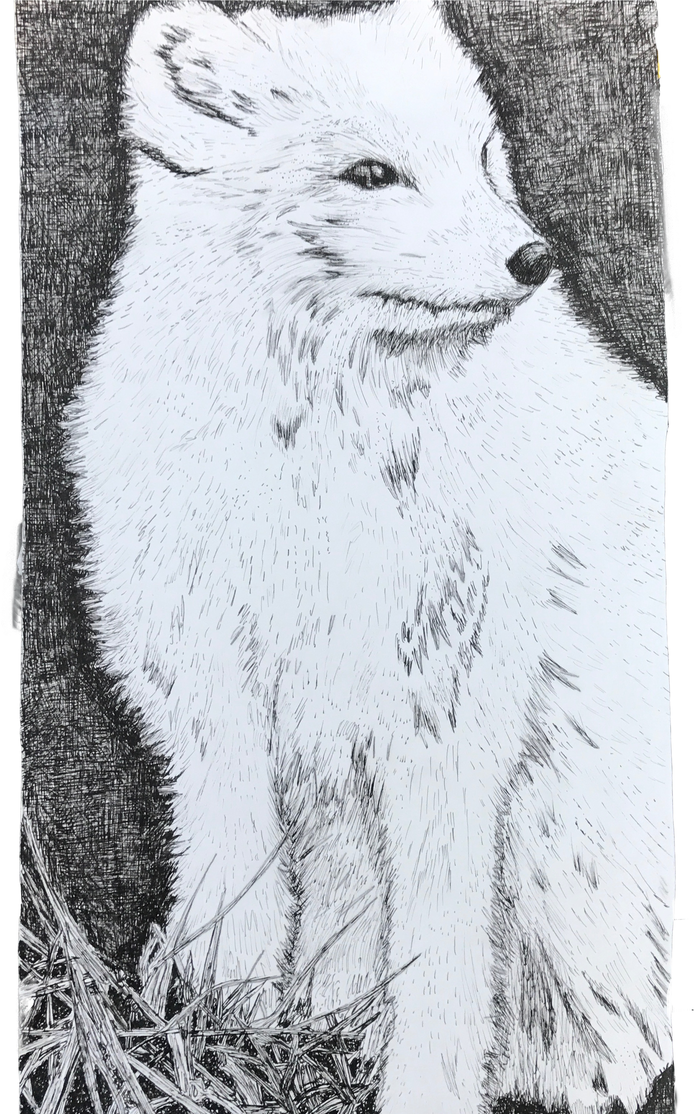 Arctic Fox (3024x4032), Png Download