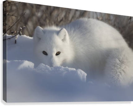 Arctic Fox Staring At The Photographer While Digging - Arctic Fox (429x344), Png Download