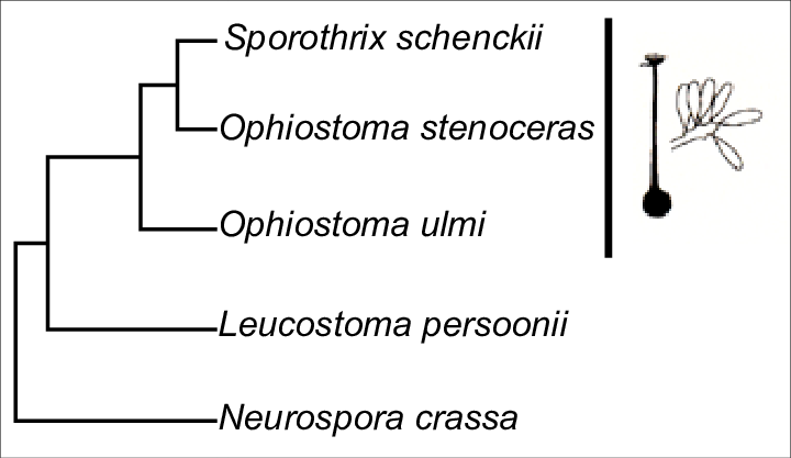 Phylogenetic Analysis Of Pcr Amplified Rdna Showing - Suspension Hydropneumatique (720x417), Png Download