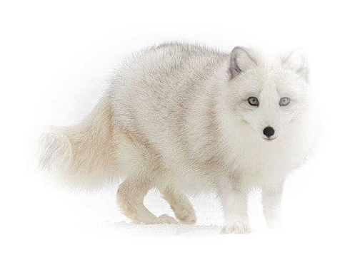 White Fox Png Image - Portable Network Graphics (600x600), Png Download