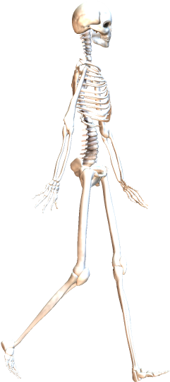 Skeleton Walking 4 - Skeleton (317x571), Png Download