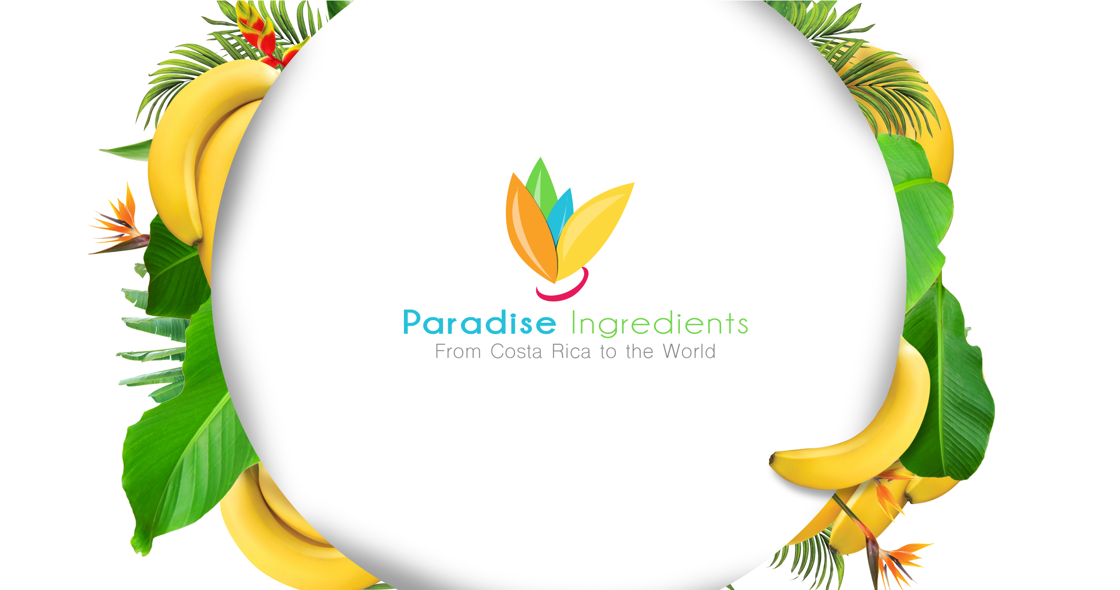 Slide-00 - Paradise Ingredients (2378x1158), Png Download