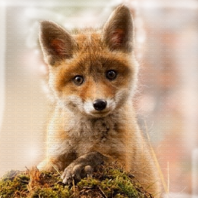 Renard Baby Fox Transparent Bg - Cute Baby Red Fox (400x400), Png Download