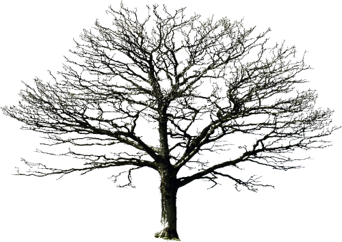 Light Was A Normal Plumie, He Was All Black And Had - White Oak Tree Silhouette (500x354), Png Download