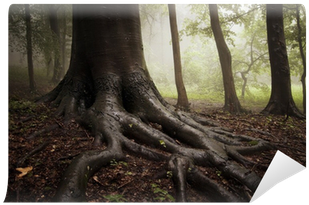 Roots Of A Tree In A Misty Dark And Green Forest Wall - Yellowbrickroad (400x400), Png Download