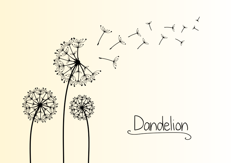 Dandelions - Floral Design (788x557), Png Download