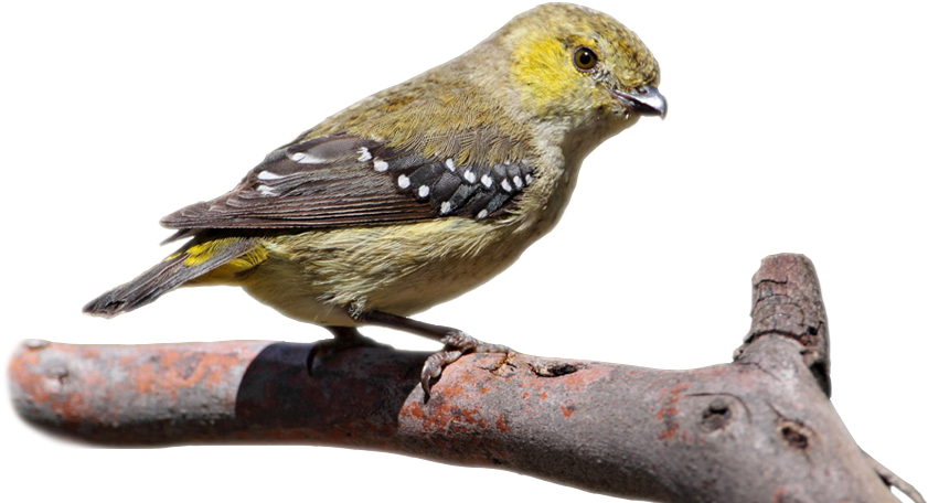 Overlay - Black Throated Green Warbler (1480x480), Png Download