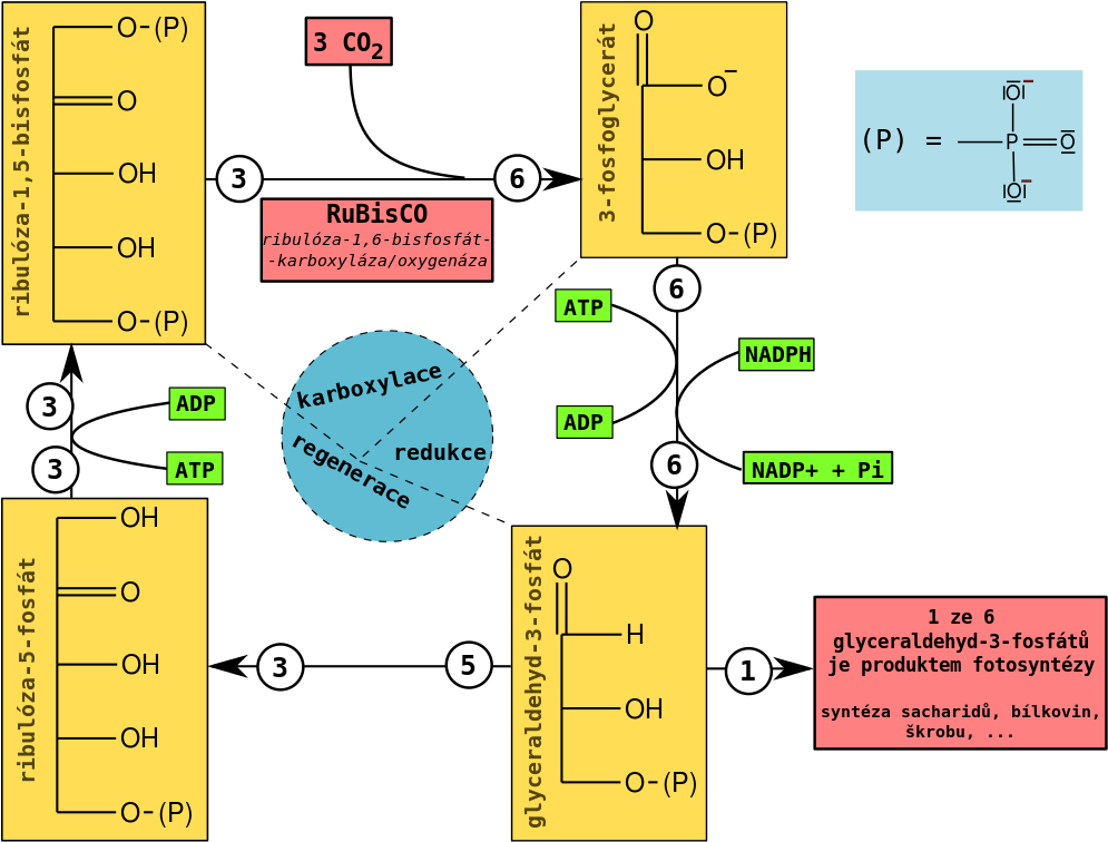 318 × 240 Pixels - Calvin Cycle (1016x768), Png Download