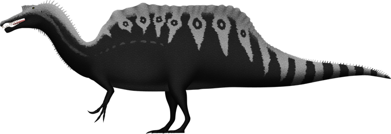 Spinosaurus Aegyptiacus By Spinoinwonderland - Pivot Spinosaurus (800x276), Png Download