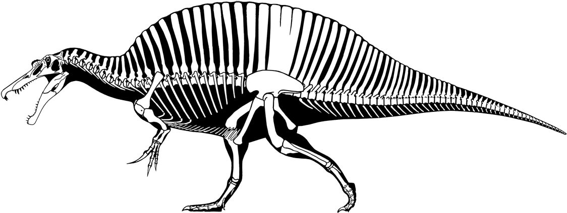 I Know, I Know, My Last Post Promised A Series On Reconstructing - Sarcosuchus Compared To Human (1154x438), Png Download
