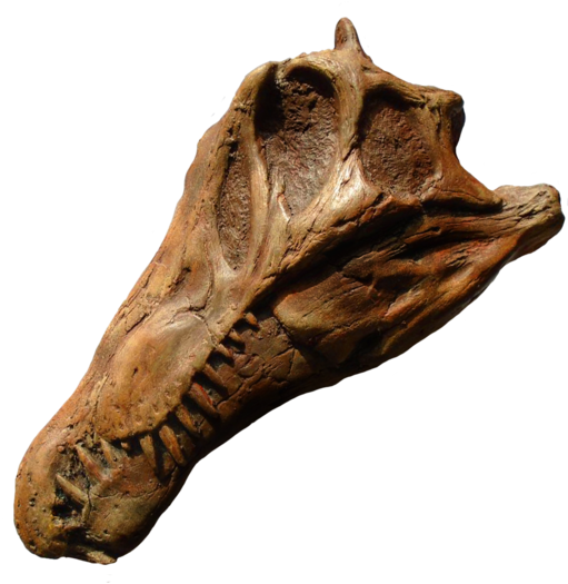 Juvenile Spinosaurus Skull From The Prehistoric Store - Spinosaurus (530x530), Png Download