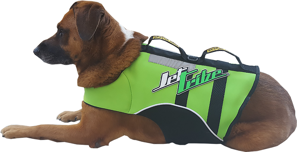 Image - Dog (1000x1000), Png Download