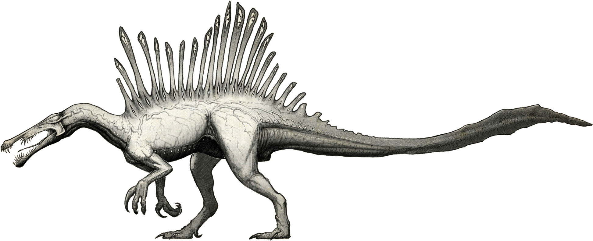 Neurotenic Spinosaurus - Spinosaurus (2000x795), Png Download