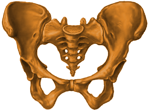 Pelvis Node Icon - Pelvis Bone Png (500x500), Png Download