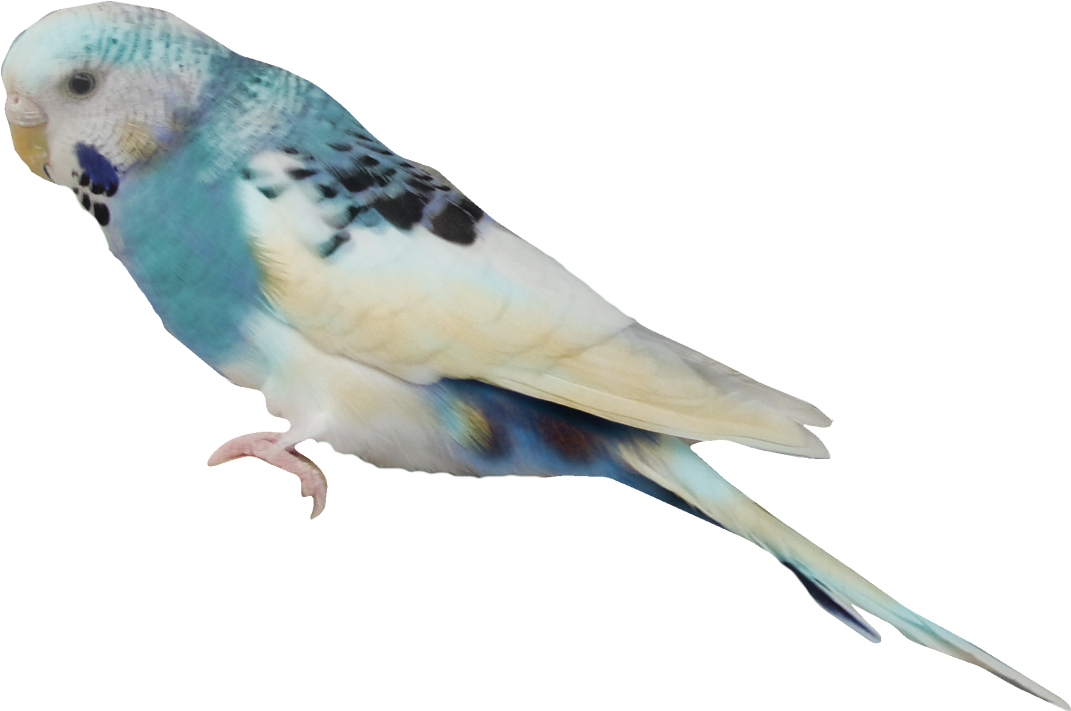Aves Png - 2/4 - Imágenes - Budgerigar (1241x815), Png Download