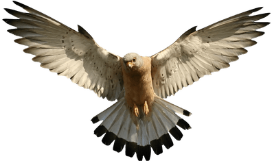 Halcones - Eagle Png (400x400), Png Download