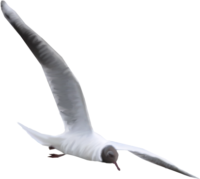 26 De Julio De - Laughing Gull (648x605), Png Download
