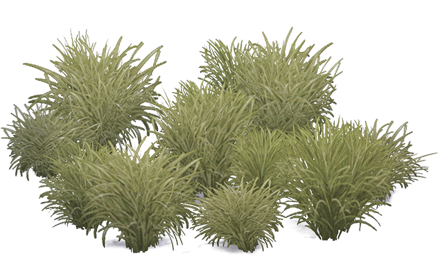 Marramgrass Aves - Grass (700x699), Png Download