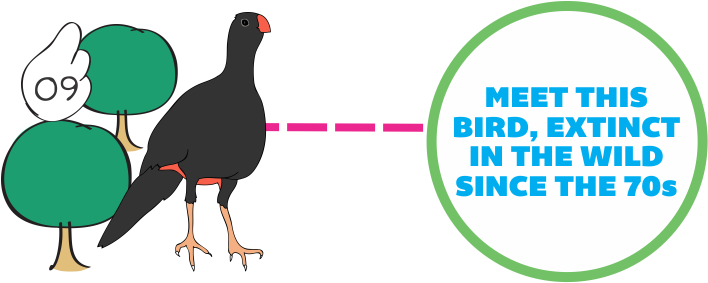 Within The Species Conservation Program, Parque Das - Rallidae (960x308), Png Download