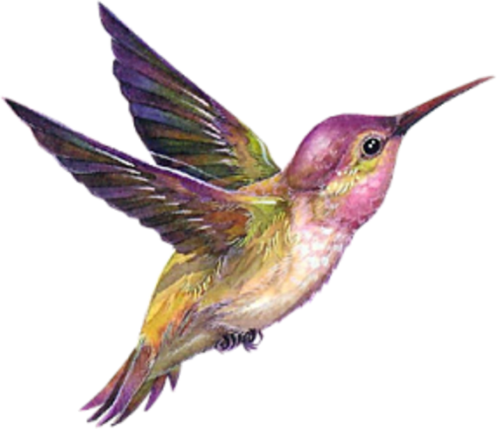 Beautiful Card With A Cool Birds - Dessin Colibri En Couleur (700x604), Png Download