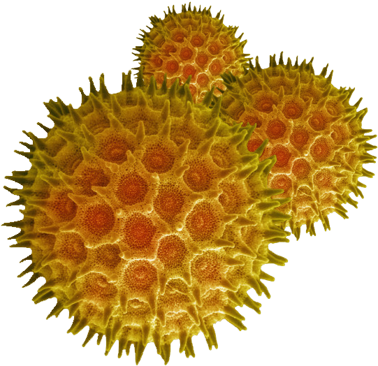 Pollen Grains Under A Microscope (548x534), Png Download