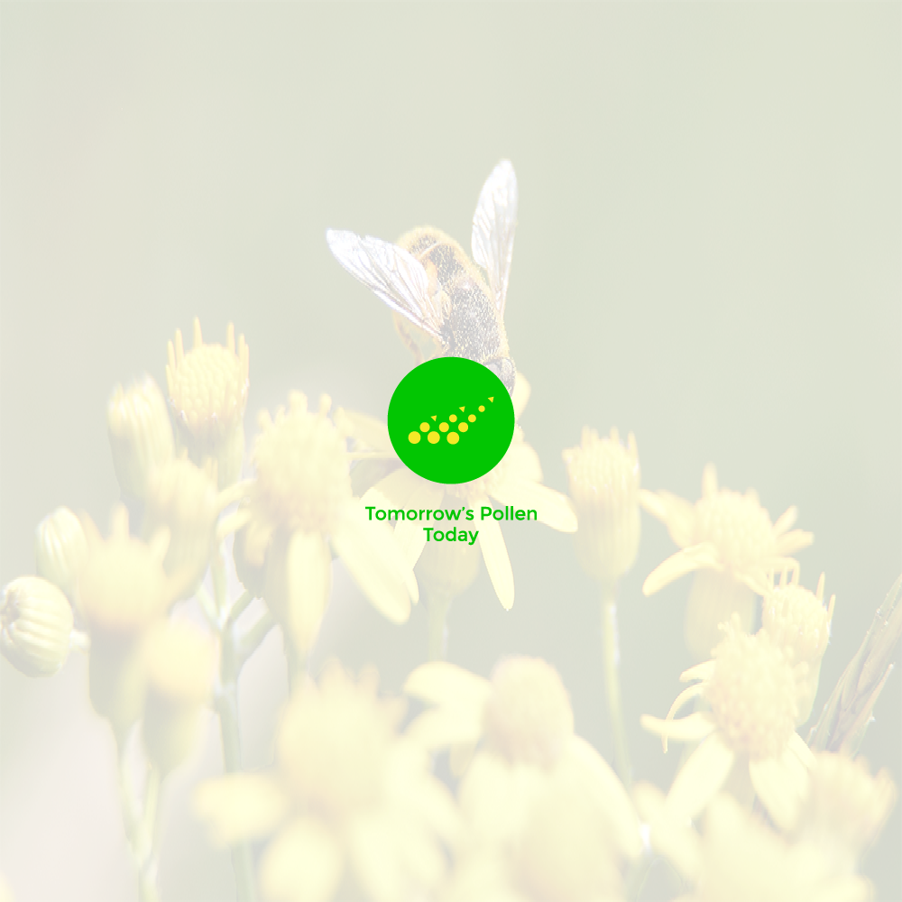 Presentation1 - Tansy (1000x1000), Png Download