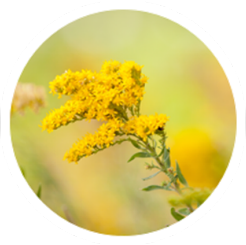 Ragweed - Tansy (1200x498), Png Download