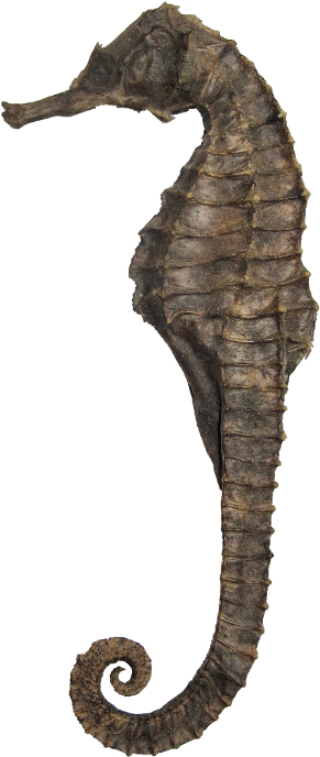 Seahorse Ph - Stock.xchng (496x768), Png Download