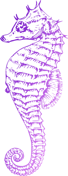 Sea Horse Clip Art - Sea Horse Drawing Png (228x592), Png Download