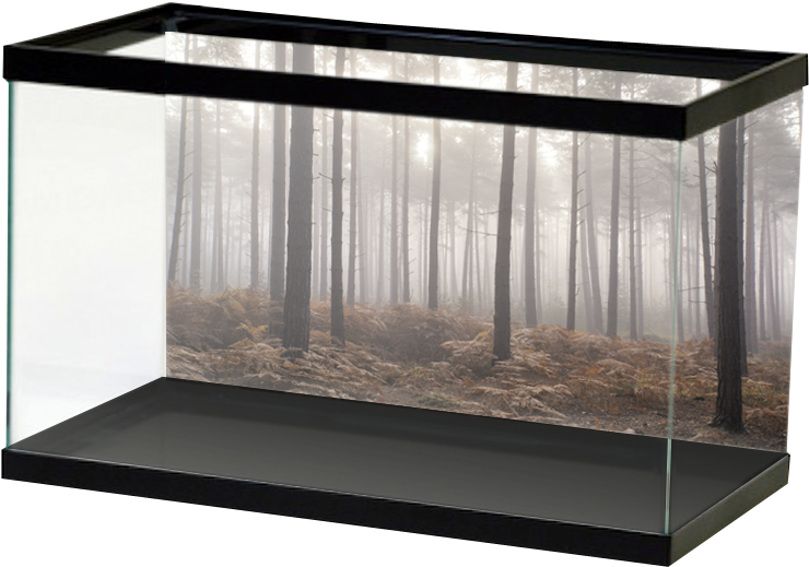 Foggy Forest (800x800), Png Download