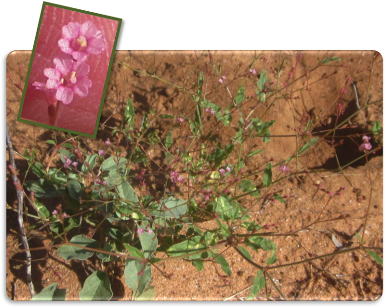 Five-wing Spiderling Often A Roadside Weed, Its Raising - Chihuahuan Desert (800x637), Png Download