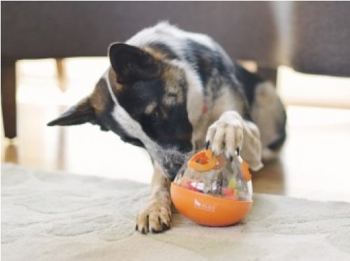 Click - P.l.a.y. (pet Lifestyle And You) Durable Orange Wobble (500x500), Png Download