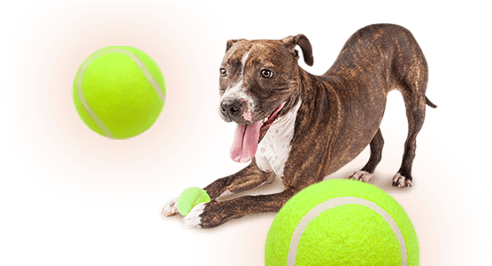 Skip To Content - Real Dog With Toy Transparent Background (768x300), Png Download